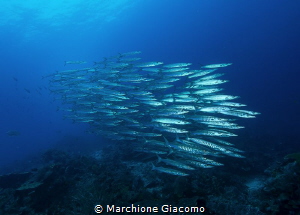 Raja Ampat. Barracuda
Nikon D800'E , 12/24mm Nikon 
Sea... by Marchione Giacomo 
